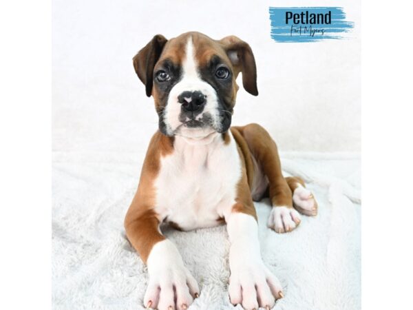 Boxer--Male---Petland Fort Myers, Florida