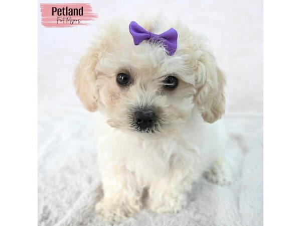 Bichon Poo--Female---Petland Fort Myers, Florida