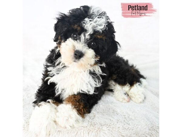 Bernedoodle--Female---Petland Fort Myers, Florida