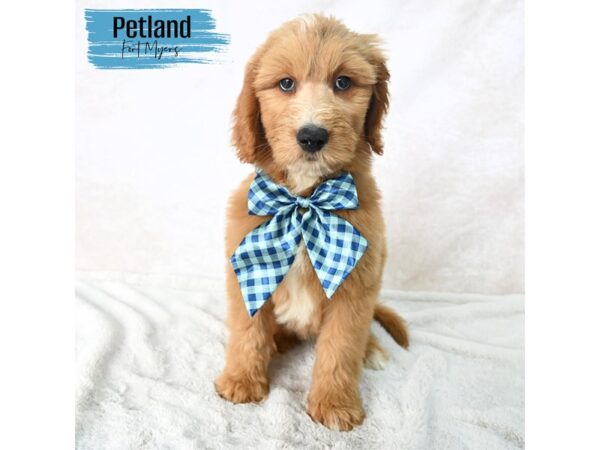 Goldendoodle 2nd Gen--Male---Petland Fort Myers, Florida