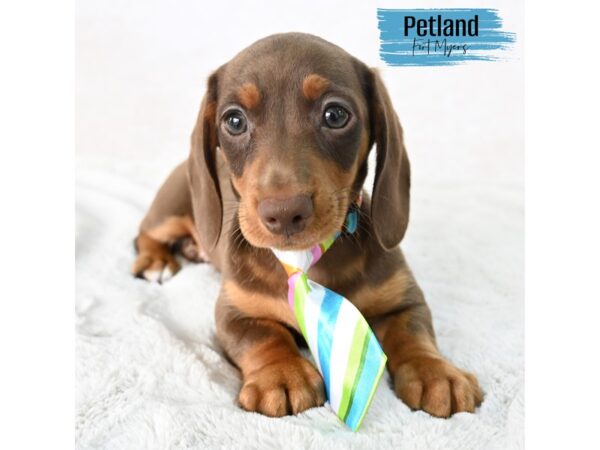 Dachshund--Male---Petland Fort Myers, Florida