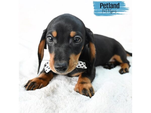 Dachshund--Male---Petland Fort Myers, Florida