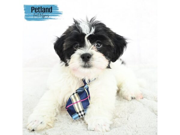 Teddy Bear--Male---Petland Fort Myers, Florida