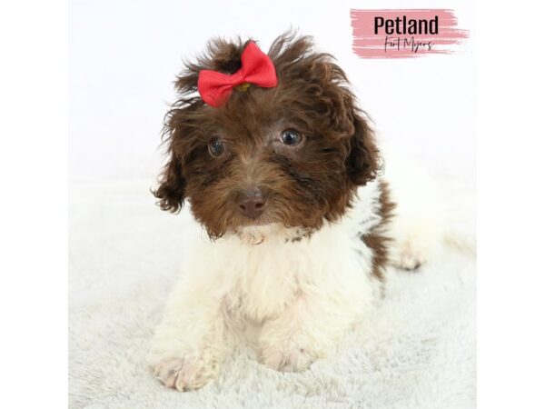 Mini Labradoodle--Female---Petland Fort Myers, Florida