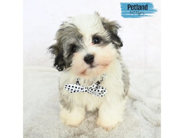Havanese--Male---Petland Fort Myers, Florida