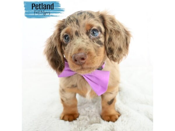 Dachshund--Male---Petland Fort Myers, Florida