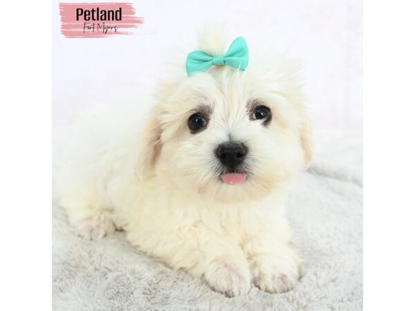 Coton De Tulear--Female---Petland Fort Myers, Florida