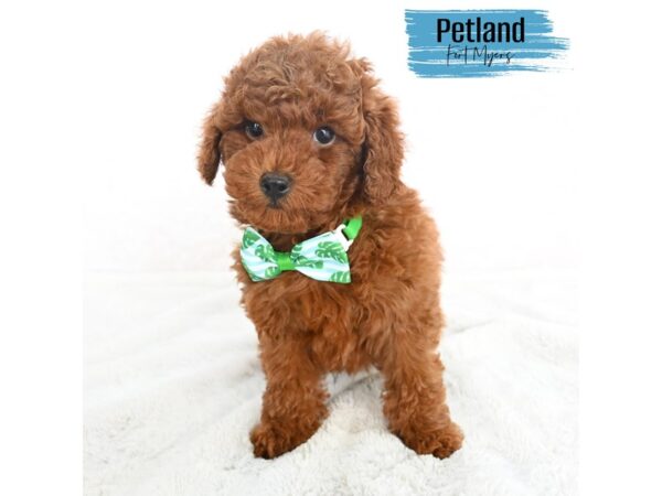 Toy Poodle--Male---Petland Fort Myers, Florida
