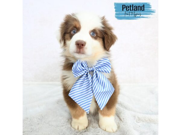Miniature American Shepherd--Male---Petland Fort Myers, Florida