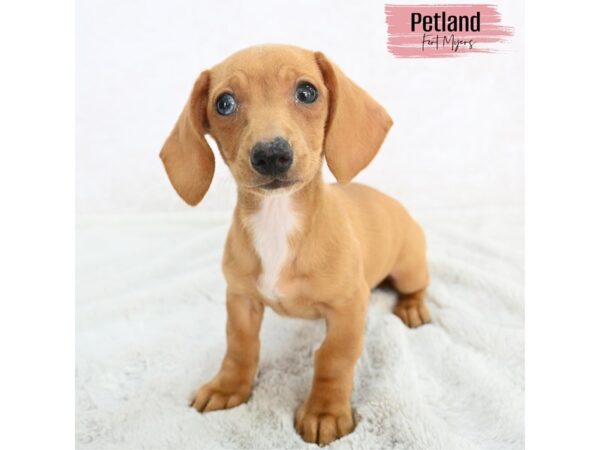 Dachshund--Female---Petland Fort Myers, Florida