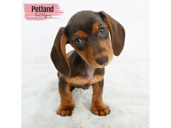 Dachshund--Female---Petland Fort Myers, Florida