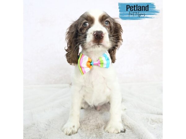 Cocker Spaniel--Male---Petland Fort Myers, Florida