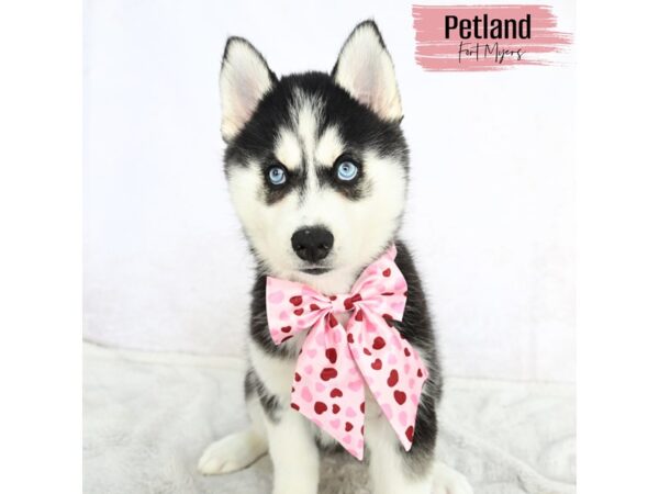 Siberian Husky--Female---Petland Fort Myers, Florida