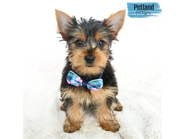 Yorkshire Terrier--Male---Petland Fort Myers, Florida