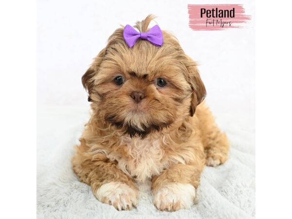 Shih Tzu--Female---Petland Fort Myers, Florida
