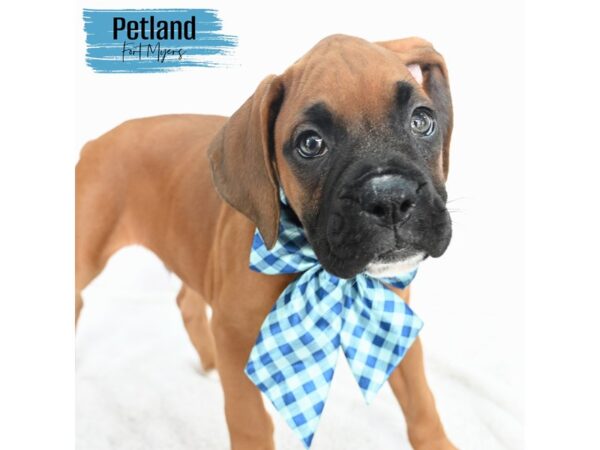 Boxer--Male---Petland Fort Myers, Florida