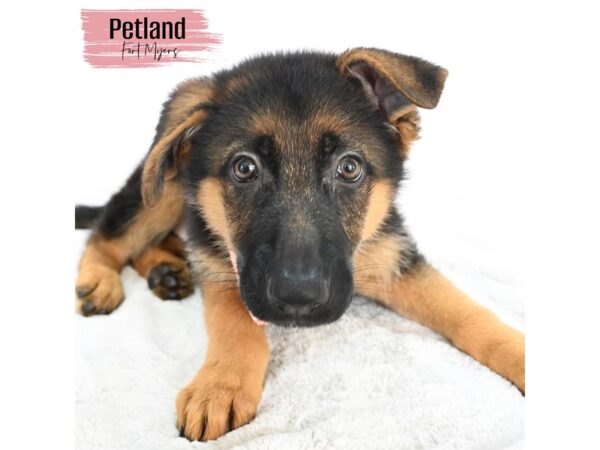 German Shepherd--Female---Petland Fort Myers, Florida