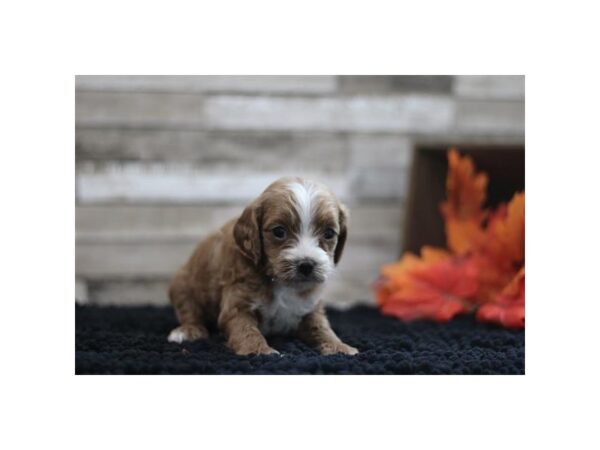 Cavapoo--Female---Petland Fort Myers, Florida