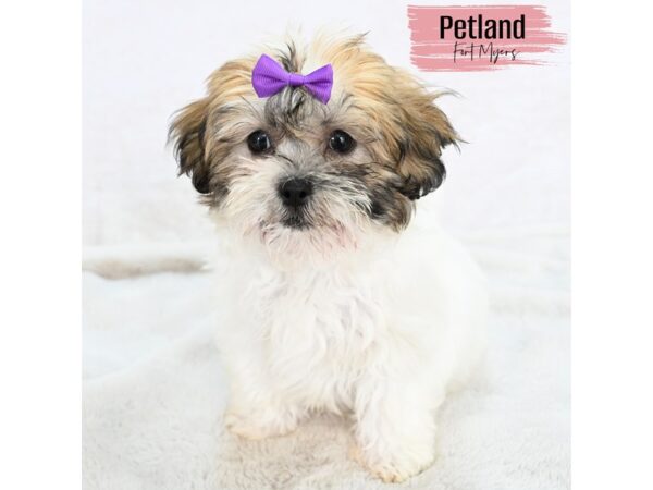 Teddy Bear--Female---Petland Fort Myers, Florida