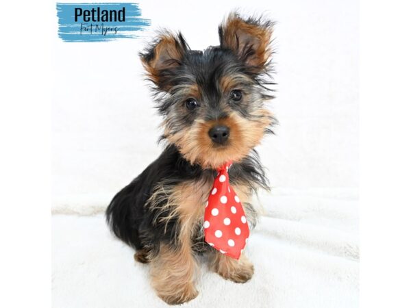 Silky Terrier--Male---Petland Fort Myers, Florida