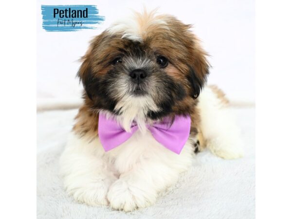 Shih Tzu--Male---Petland Fort Myers, Florida