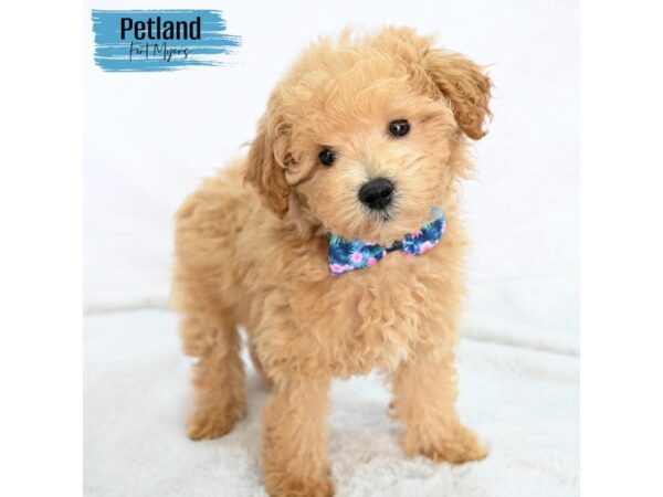 Miniature Poodle--Male---Petland Fort Myers, Florida