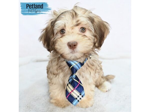 Havanese--Male---Petland Fort Myers, Florida