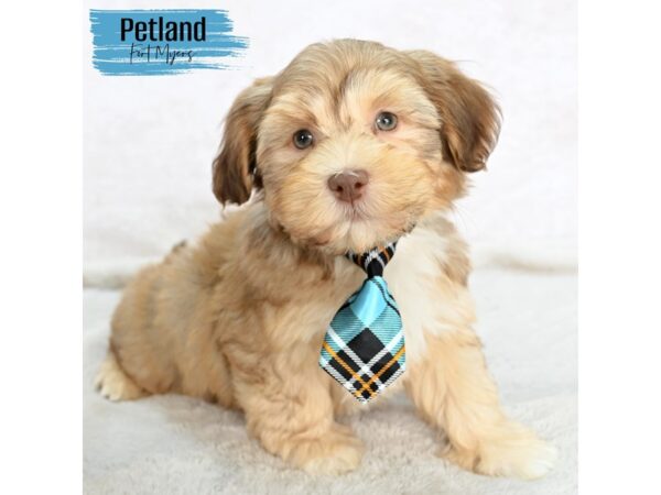 Havanese--Male---Petland Fort Myers, Florida