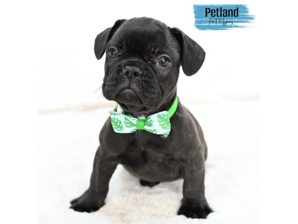 French Bulldog--Male---Petland Fort Myers, Florida