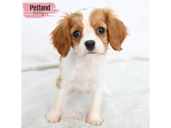Cavalier King Charles Spaniel--Female---Petland Fort Myers, Florida