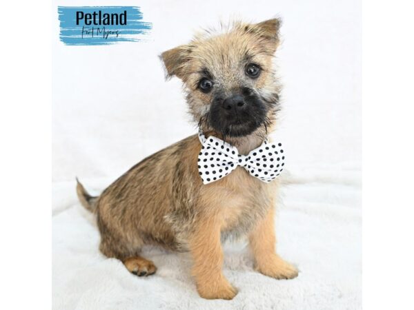 Cairn Terrier--Male---Petland Fort Myers, Florida