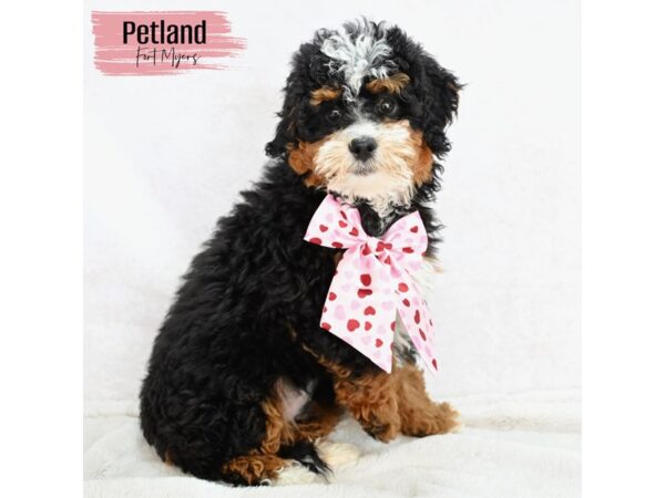 Miniature Bernadoodle--Female---Petland Fort Myers, Florida
