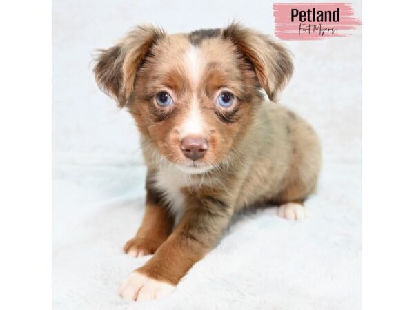 Toy Australian Shepherd--Female---Petland Fort Myers, Florida
