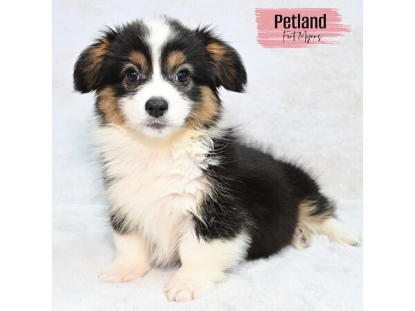Pembroke Welsh Corgi--Female---Petland Fort Myers, Florida