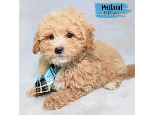 Malti-Poo--Male---Petland Fort Myers, Florida