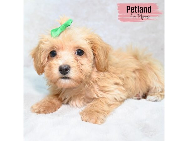 Havapoo--Female---Petland Fort Myers, Florida
