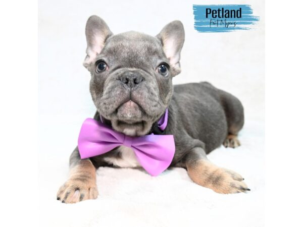 French Bulldog--Male---Petland Fort Myers, Florida