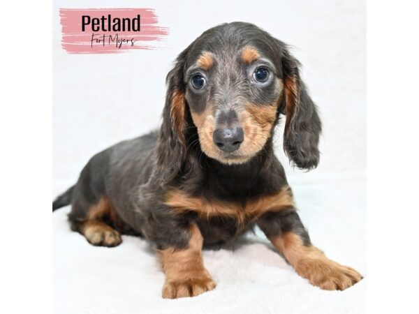 Dachshund--Female---Petland Fort Myers, Florida