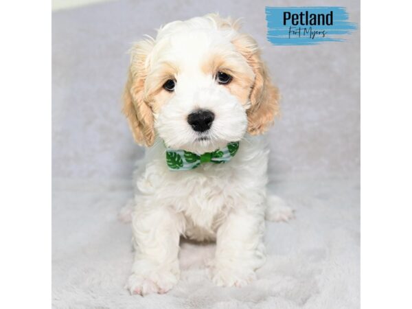 Cockapoo--Male---Petland Fort Myers, Florida