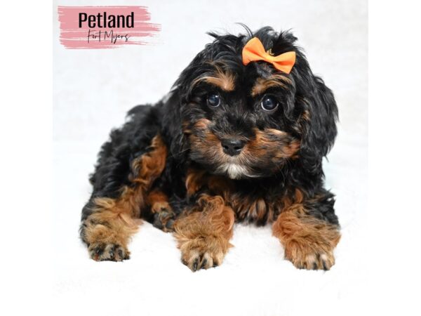 Cavapoo F1B--Female---Petland Fort Myers, Florida