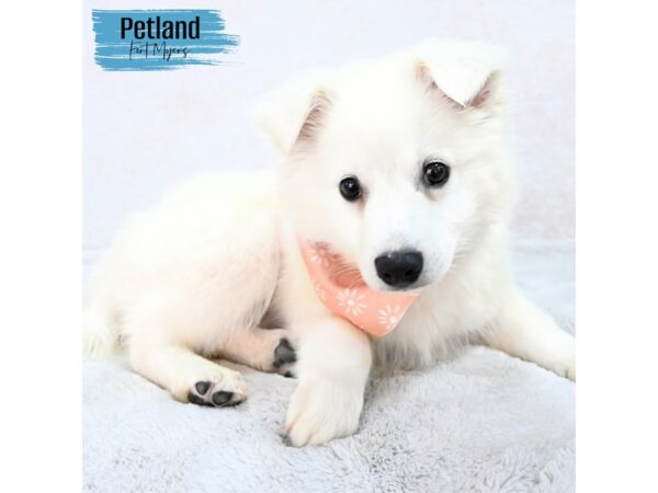 American Eskimo--Male---Petland Fort Myers, Florida