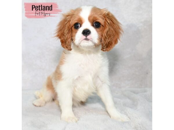 Cavalier King Charles Spaniel--Female---Petland Fort Myers, Florida