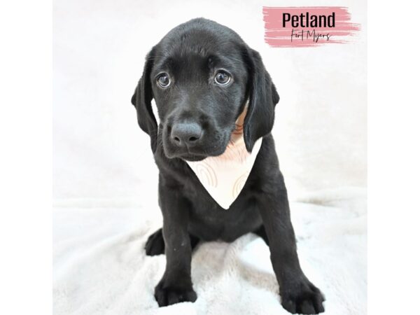 Labrador Retriever--Female---Petland Fort Myers, Florida