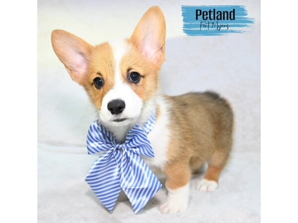 Pembroke Welsh Corgi--Male---Petland Fort Myers, Florida
