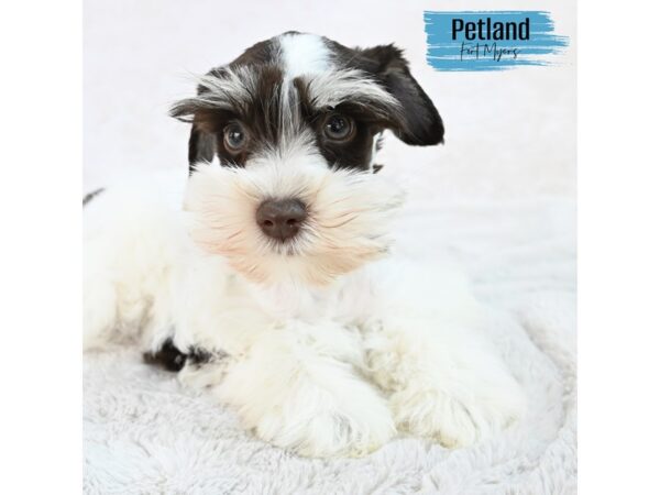 Miniature Schnauzer--Male---Petland Fort Myers, Florida