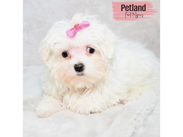 Maltese--Female---Petland Fort Myers, Florida