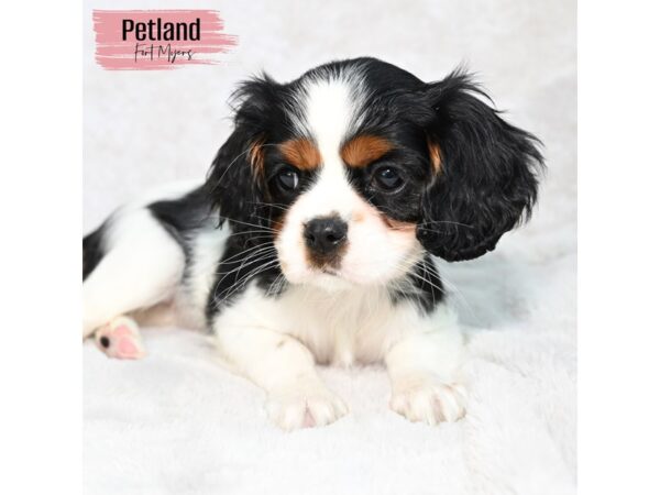 Cavalier King Charles Spaniel--Female---Petland Fort Myers, Florida
