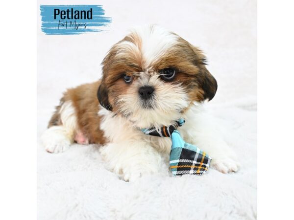 Shih Tzu--Male---Petland Fort Myers, Florida
