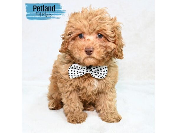 Cavapoo--Male---Petland Fort Myers, Florida