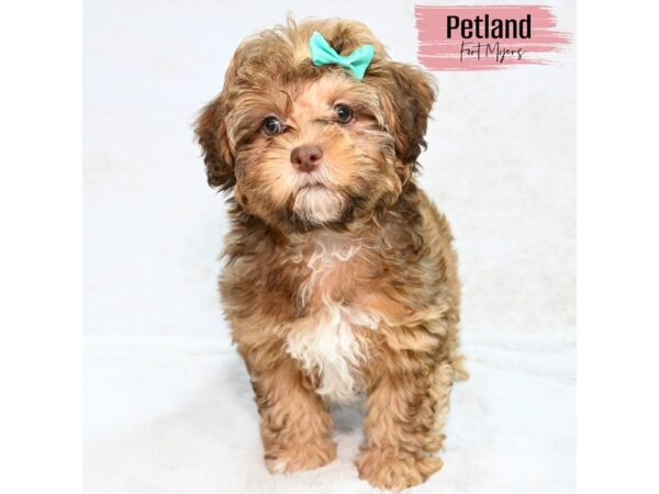 Shihpoo--Female---Petland Fort Myers, Florida